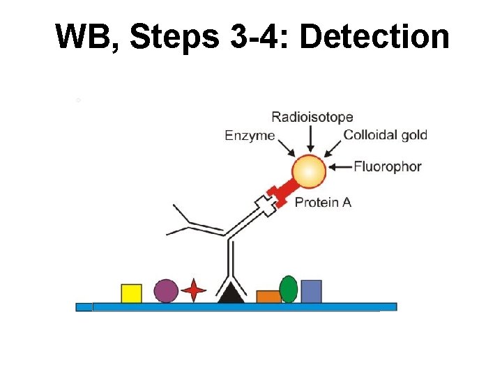WB, Steps 3 -4: Detection 