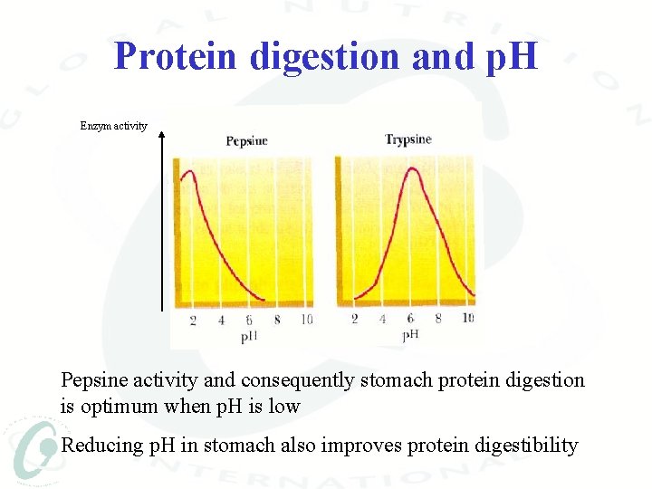 Protein digestion and p. H Enzym activity Pepsine activity and consequently stomach protein digestion