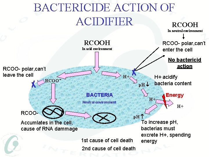 BACTERICIDE ACTION OF ACIDIFIER RCOOH In neutral environment RCOOH RCOO- polar, can’t enter the