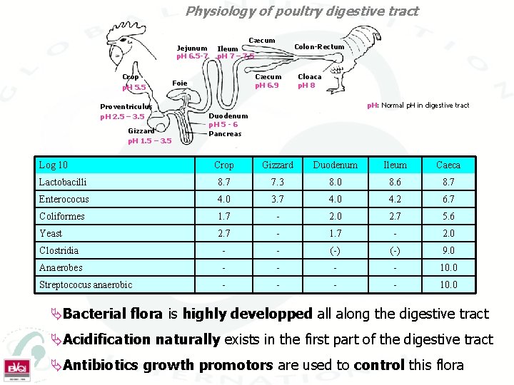 Physiology of poultry digestive tract Jejunum p. H 6. 5 -7 Crop p. H