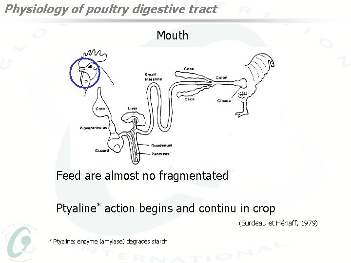 Physiology of poultry digestive tract Mouth Feed are almost no fragmentated Ptyaline* action begins