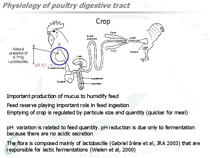 Physiology of poultry digestive tract Crop Natural presence of 8. 710/g Lactobacilles p. H