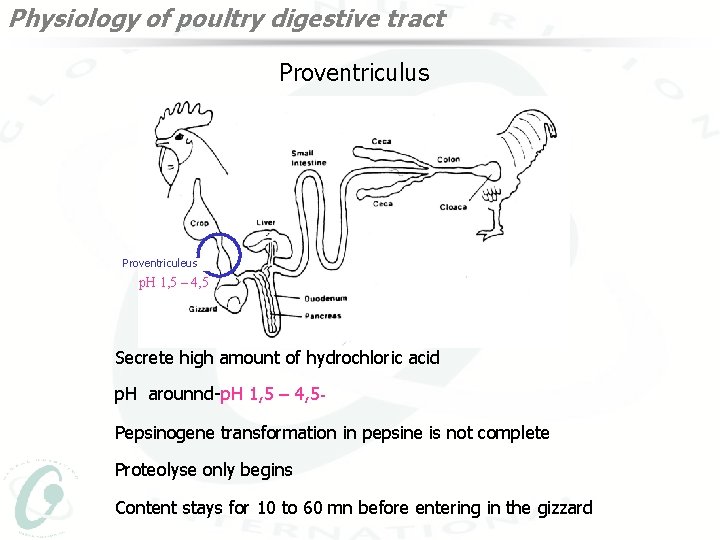 Physiology of poultry digestive tract Proventriculus Proventriculeus p. H 1, 5 – 4, 5