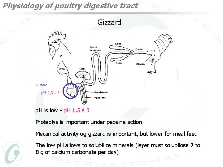 Physiology of poultry digestive tract Gizzard p. H 1, 5 – 3 p. H