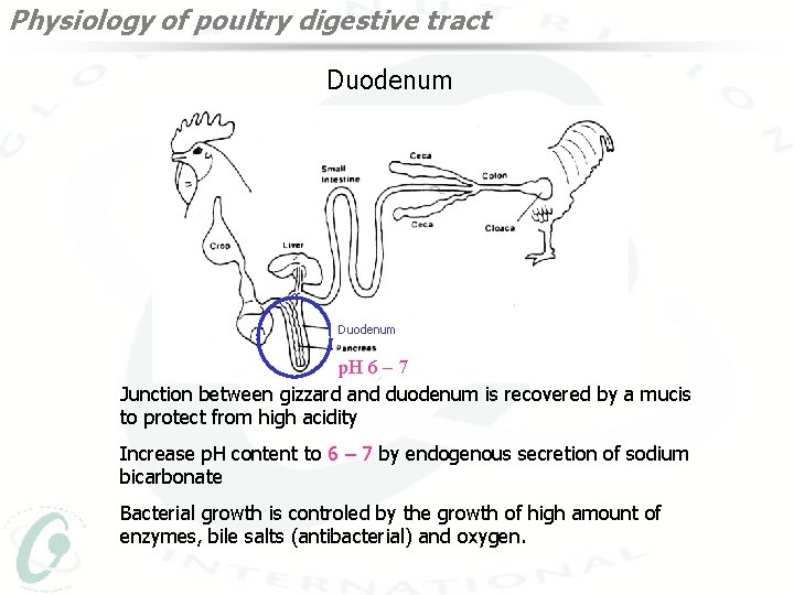 Physiology of poultry digestive tract Duodenum p. H 6 – 7 Junction between gizzard