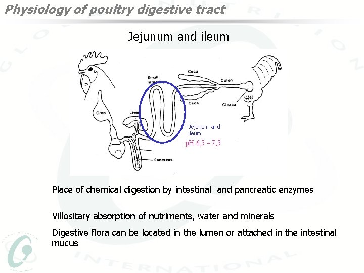 Physiology of poultry digestive tract Jejunum and ileum p. H 6, 5 – 7,