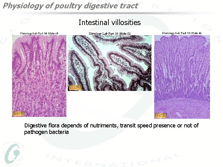 Physiology of poultry digestive tract Intestinal villosities Digestive flora depends of nutriments, transit speed
