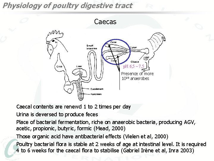 Physiology of poultry digestive tract Caecas p. H 6, 5 – 7, 5 Presence