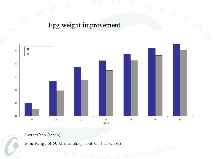Egg weight improvement Layers hen (repro) 2 buildings of 6000 animals (1 control, 1