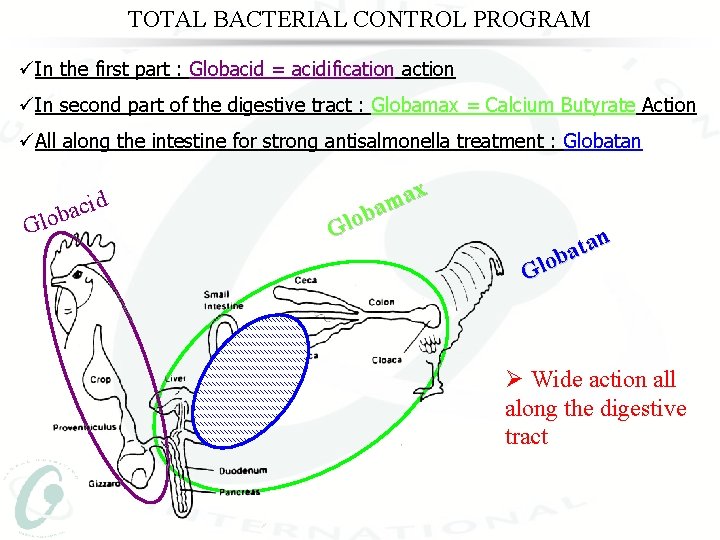 TOTAL BACTERIAL CONTROL PROGRAM üIn the first part : Globacid = acidification action üIn