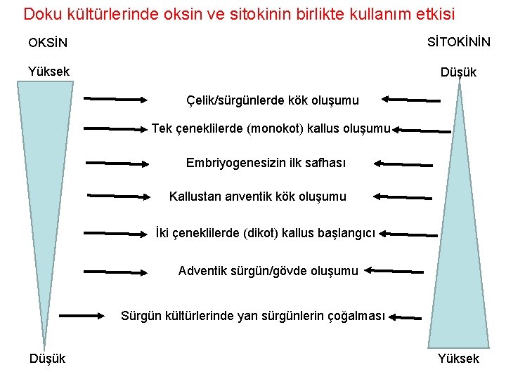Doku kültürlerinde oksin ve sitokinin birlikte kullanım etkisi OKSİN SİTOKİNİN Yüksek Düşük Çelik/sürgünlerde kök