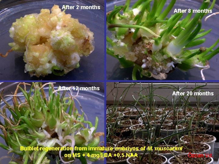 After 2 months After 12 months After 8 months After 20 months Bulblet regeneration