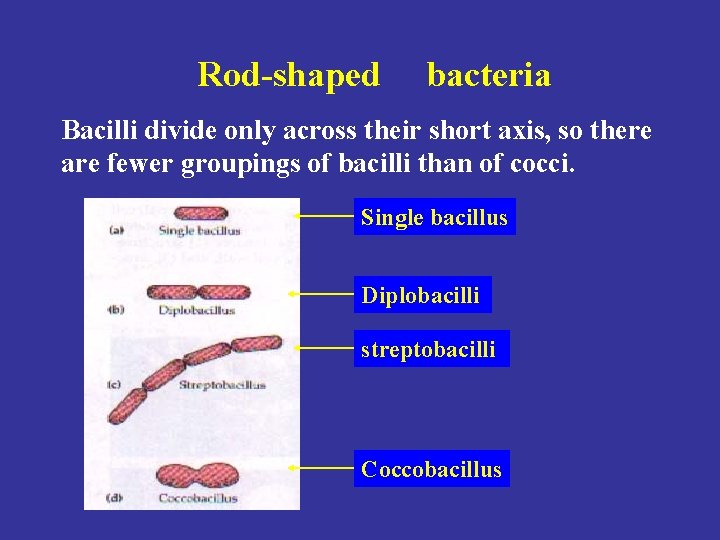 Rod-shaped bacteria Bacilli divide only across their short axis, so there are fewer groupings