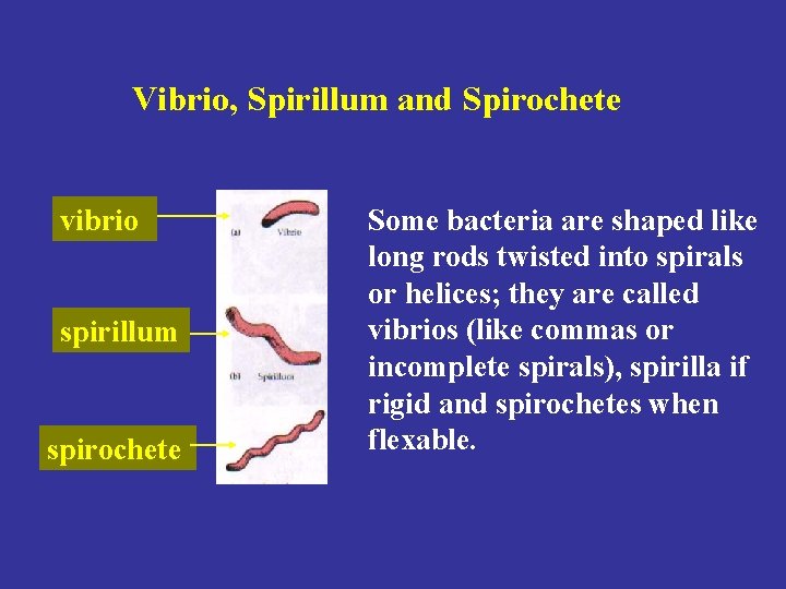 Vibrio, Spirillum and Spirochete vibrio spirillum spirochete Some bacteria are shaped like long rods