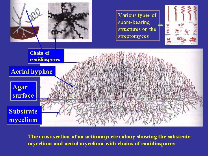 Various types of spore-bearing structures on the streptomyces Chain of conidiospores Aerial hyphae Agar