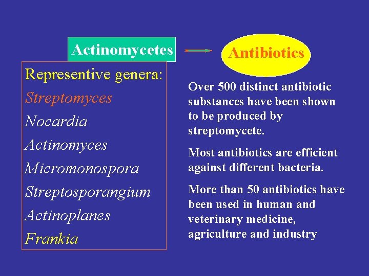 Actinomycetes Representive genera: Streptomyces Nocardia Actinomyces Micromonospora Streptosporangium Actinoplanes Frankia Antibiotics Over 500 distinct