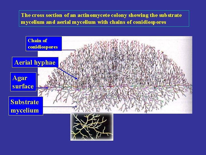 The cross section of an actinomycete colony showing the substrate mycelium and aerial mycelium