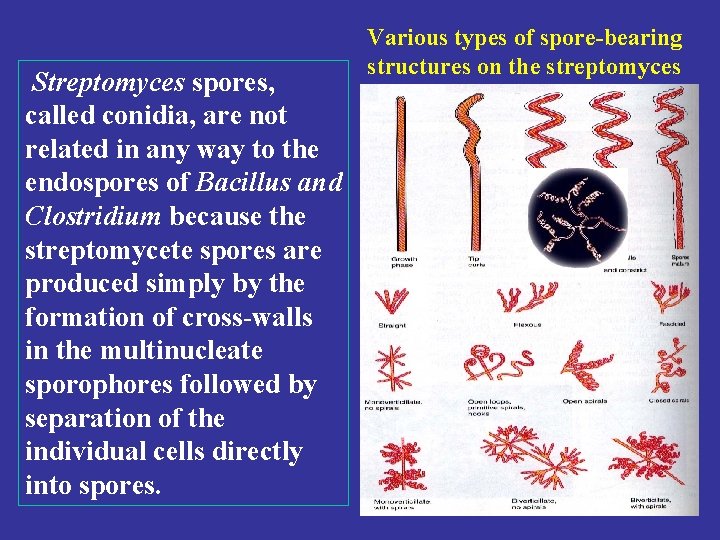  Streptomyces spores, called conidia, are not related in any way to the endospores