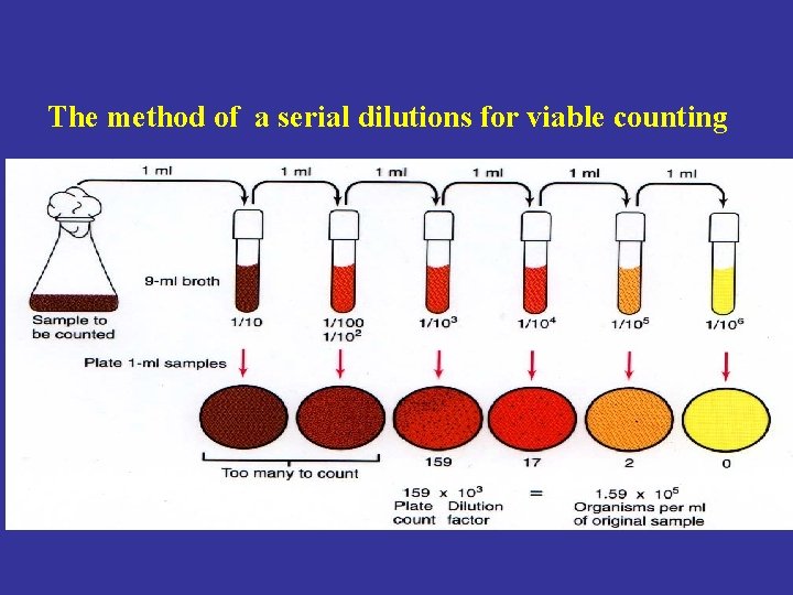 The method of a serial dilutions for viable counting 