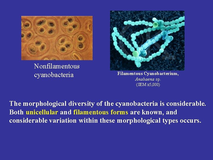  Nonfilamentous cyanobacteria Filamentous Cyanobacterium, Anabaena sp. (SEM x 5, 000) The morphological diversity