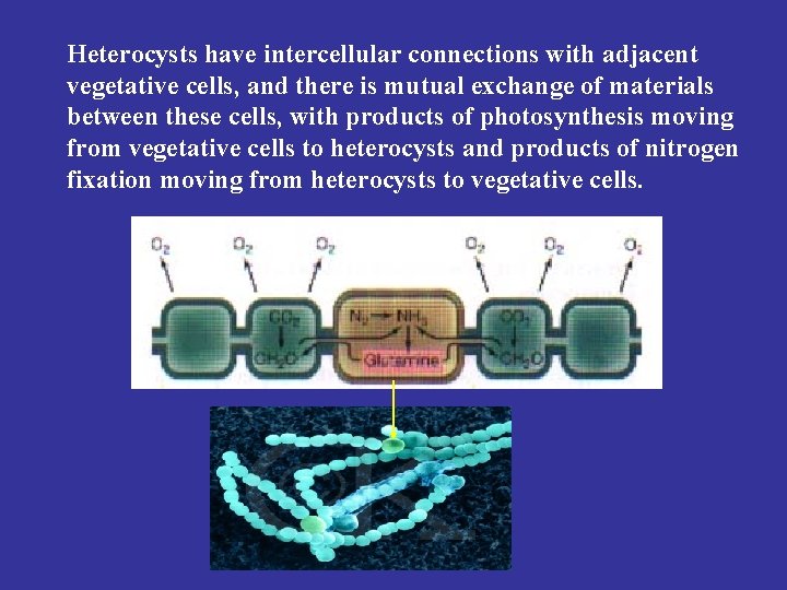Heterocysts have intercellular connections with adjacent vegetative cells, and there is mutual exchange of