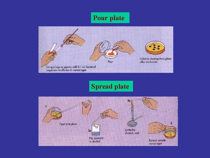 Pour plate Spread plate 