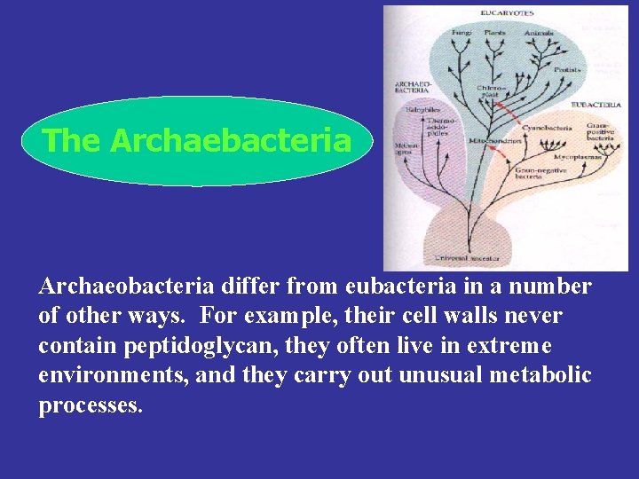The Archaebacteria Archaeobacteria differ from eubacteria in a number of other ways. For example,