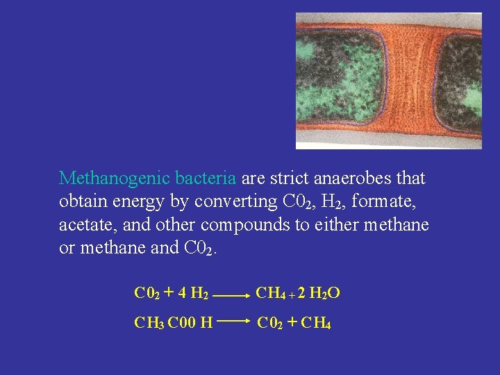 Methanogenic bacteria are strict anaerobes that obtain energy by converting C 02, H 2,