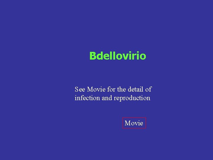 Bdellovirio See Movie for the detail of infection and reproduction Movie 