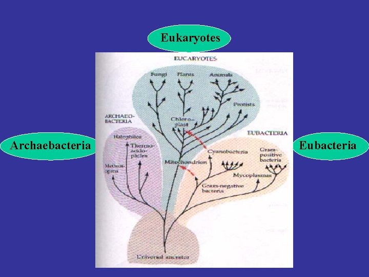 Eukaryotes Archaebacteria Eubacteria 
