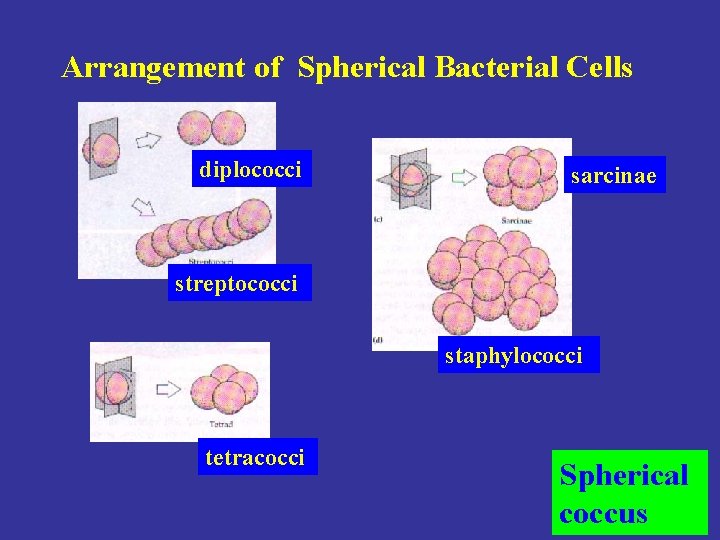 Arrangement of Spherical Bacterial Cells diplococci sarcinae streptococci staphylococci tetracocci Spherical coccus 