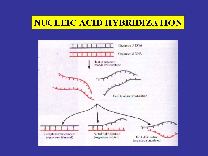 NUCLEIC ACID HYBRIDIZATION 