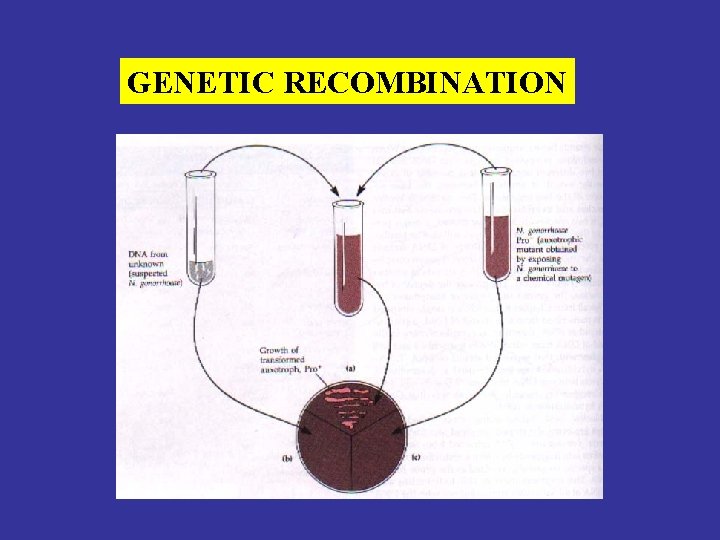 GENETIC RECOMBINATION 