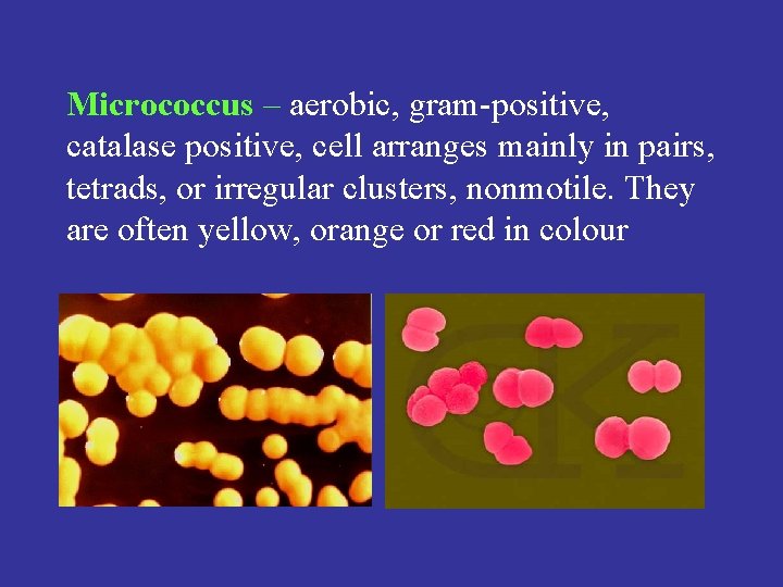 Micrococcus – aerobic, gram-positive, catalase positive, cell arranges mainly in pairs, tetrads, or irregular