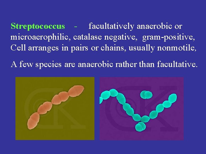 Streptococcus - facultatively anaerobic or microaerophilic, catalase negative, gram-positive, Cell arranges in pairs or
