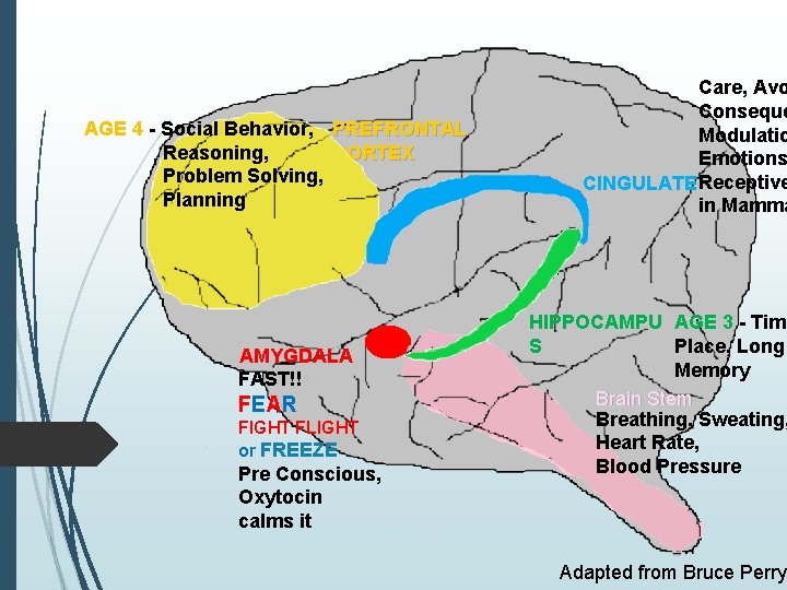 AGE 4 - Social Behavior, PREFRONTAL CORTEX Reasoning, Problem Solving, Planning AMYGDALA FAST!! FEAR