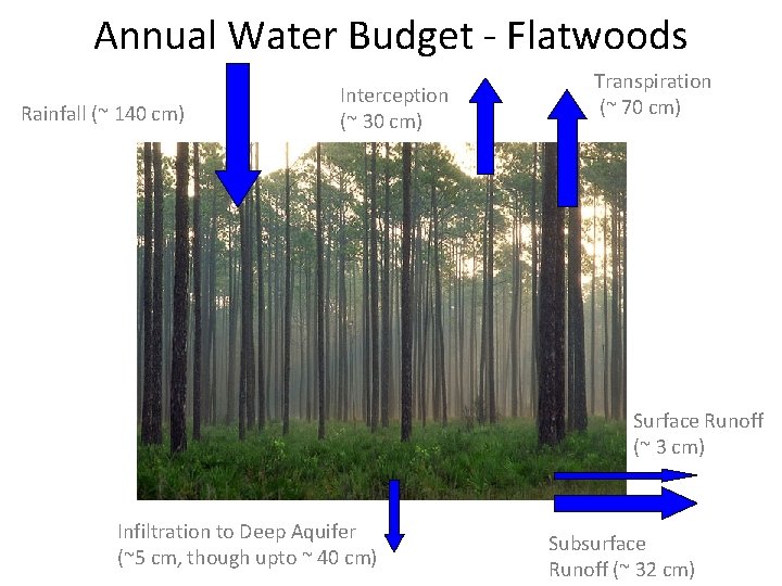Annual Water Budget - Flatwoods Rainfall (~ 140 cm) Interception (~ 30 cm) Transpiration