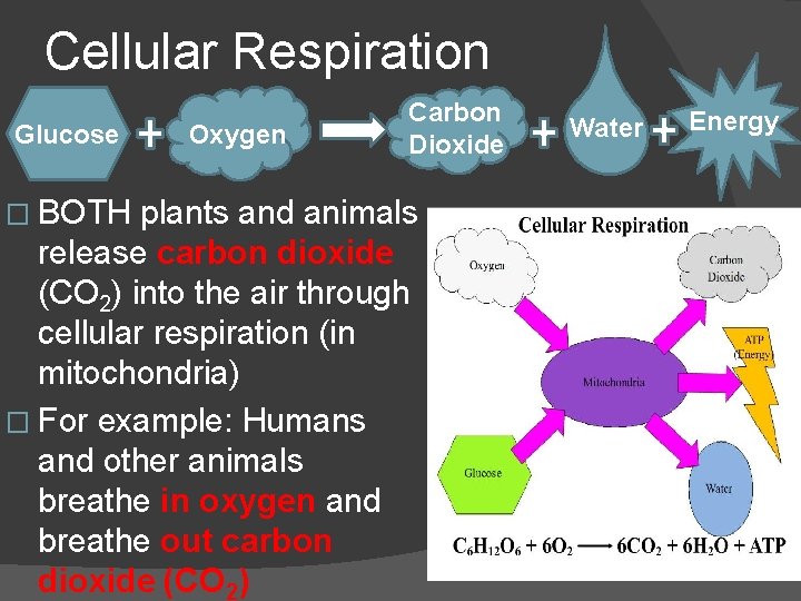 Cellular Respiration Glucose Oxygen Carbon Dioxide � BOTH plants and animals release carbon dioxide