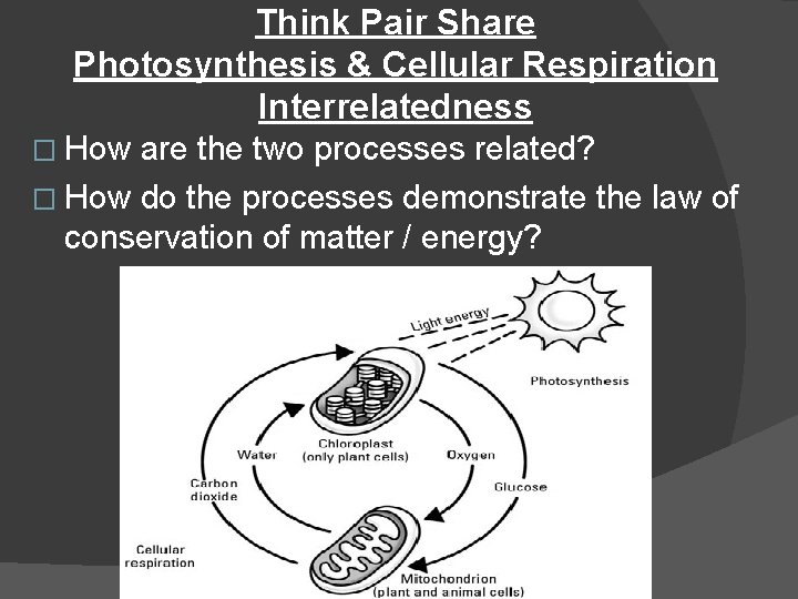 Think Pair Share Photosynthesis & Cellular Respiration Interrelatedness � How are the two processes