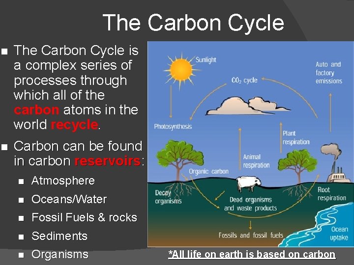 The Carbon Cycle n The Carbon Cycle is a complex series of processes through