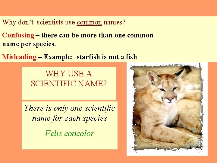 Why don’t scientists use common names? Confusing – there can be more than one