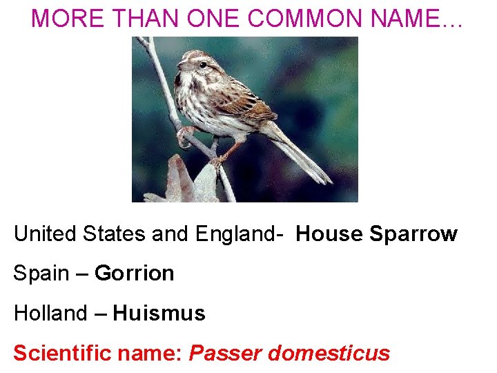 MORE THAN ONE COMMON NAME… United States and England- House Sparrow Spain – Gorrion