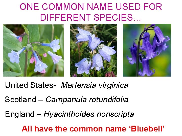 ONE COMMON NAME USED FOR DIFFERENT SPECIES… United States- Mertensia virginica Scotland – Campanula