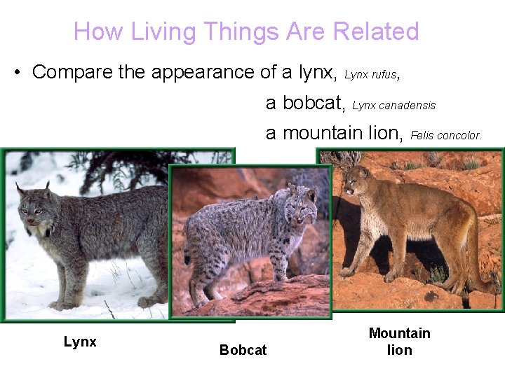 How Living Things Are Related • Compare the appearance of a lynx, Lynx rufus,