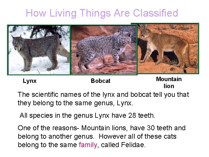 How Living Things Are Classified Lynx Bobcat Mountain lion The scientific names of the