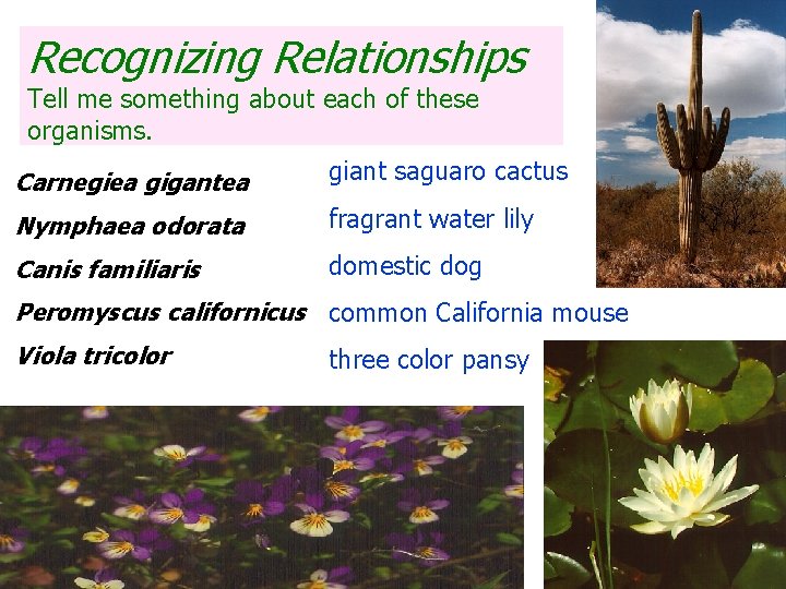 Recognizing Relationships Tell me something about each of these organisms. Carnegiea gigantea giant saguaro