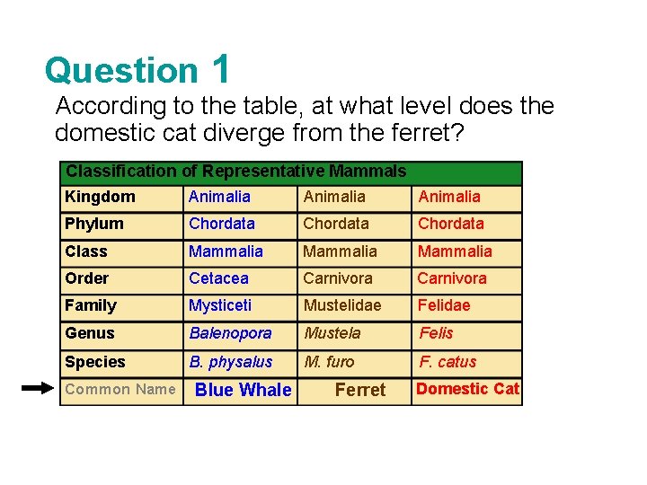 Question 1 According to the table, at what level does the domestic cat diverge