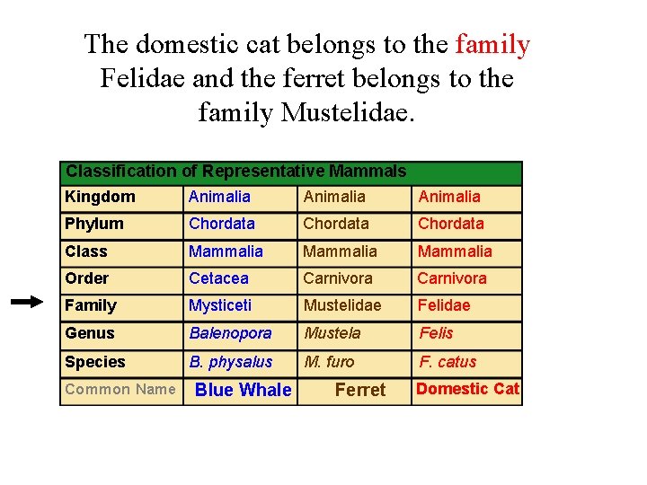 The domestic cat belongs to the family Felidae and the ferret belongs to the
