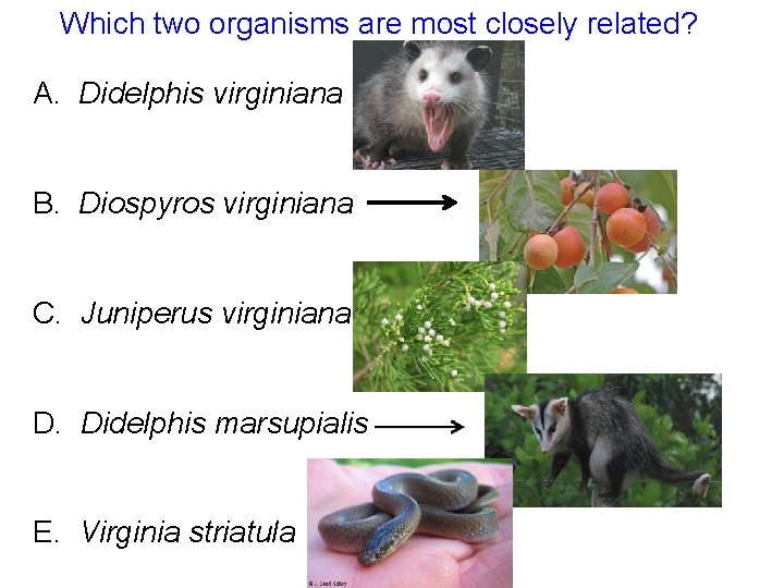 Which two organisms are most closely related? A. Didelphis virginiana B. Diospyros virginiana C.