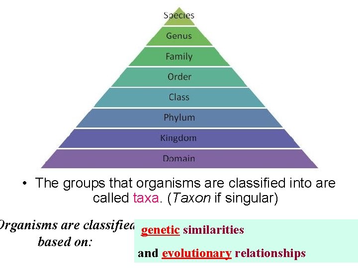  • The groups that organisms are classified into are called taxa. (Taxon if